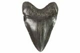 Juvenile Megalodon Tooth - Georgia #101315-1